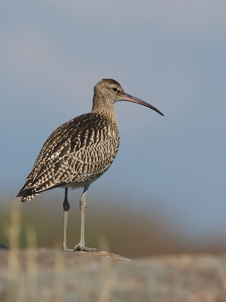 Kuovi, Eurasian Curlew, Numenius arquata